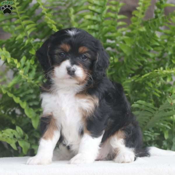 Dixie, Cavapoo Puppy